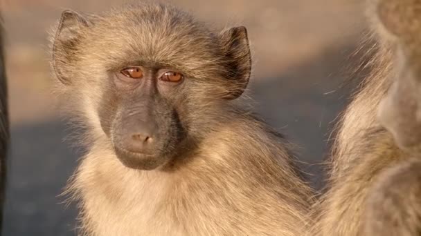 Средний Снимок Лица Молодого Павиана Чакма Национальный Парк Крюгера — стоковое видео