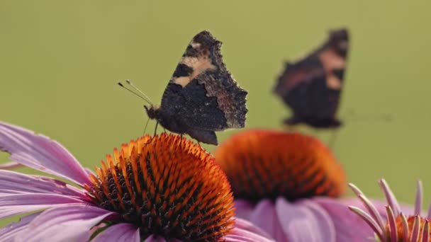 Pequeñas Mariposas Tortuga Chupando Néctar Coneflower Head Enfoque Selectivo — Vídeos de Stock