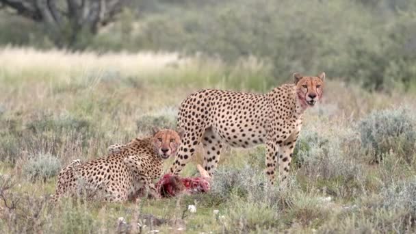 Wide Shot Two Cheetah Brothers Feeding Impala Kill Kalahari — Stock Video