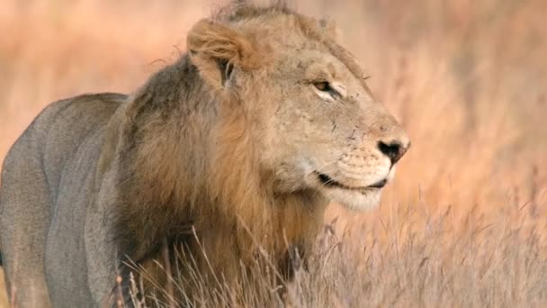 Plan Moyen Lion Mâle Marchant Ralenti Travers Herbe Sèche Parc — Video