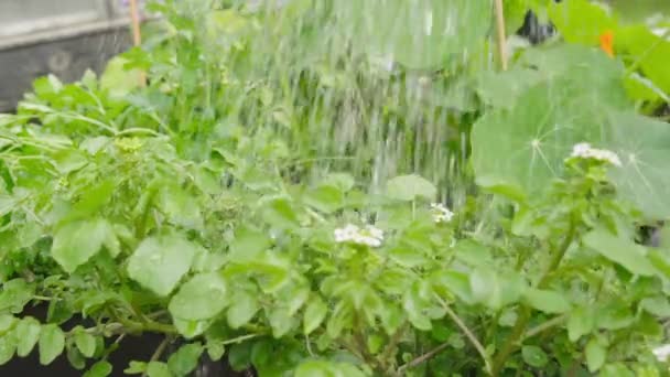 Water Geven Peterselie Nasturtiums Het Bloembed Tuin Slow Motion Close — Stockvideo