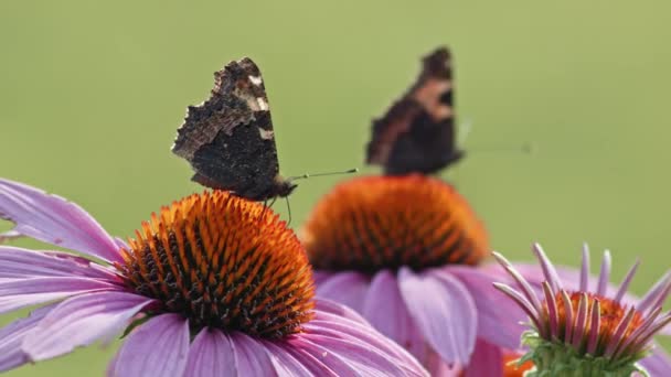 Две Маленькие Черепаховые Бабочки Опыляют Оранжевом Coneflower Крупный План — стоковое видео
