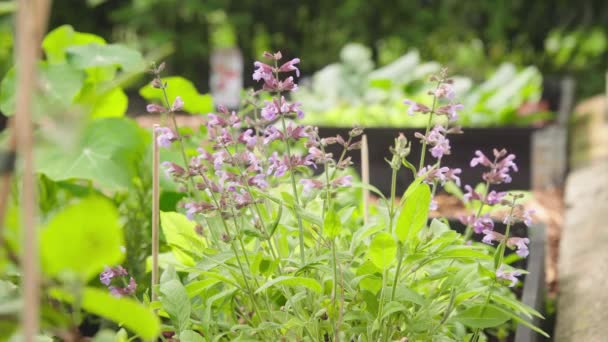紫色の花を持つハーブガーデンで成長する有機セージ — ストック動画