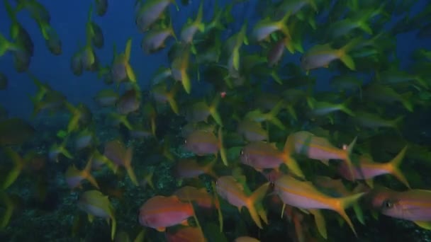 Slowmotion Seguimiento Disparo Detrás Una Escuela Cola Amarilla Snapper Fish — Vídeos de Stock