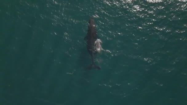 Madre Ballena Jorobada Viajando Través Océano Azul Claro Frente Costa — Vídeos de Stock