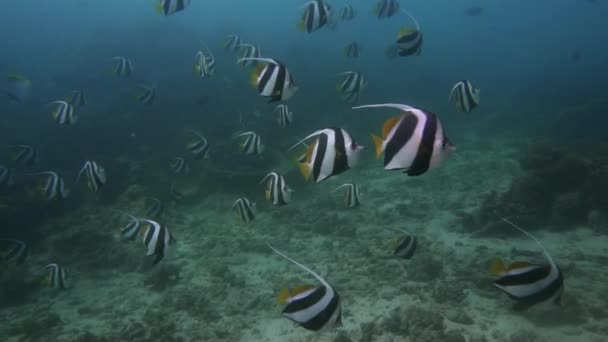 Groep Van Altum Engelvissen Die Zwemmen Transparant Zeewater Mozambique Afrika — Stockvideo