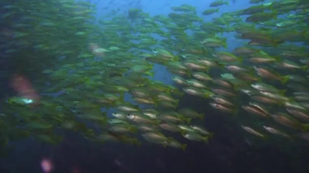 Underwater Swimming Tracking Shot Large School Yellow Tail Snapper Fish — Stock Video