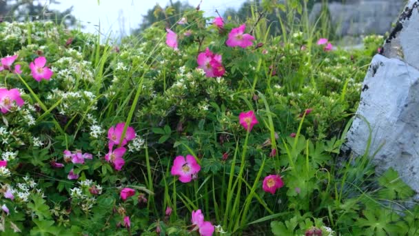 Bourdon Collecte Nectar Sucré Rose Sucrée Dans Jardin Statique — Video