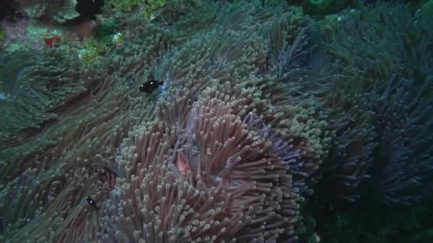 Close Tiro Peixes Muito Pequenos Movendo Torno Recife Coral Enquanto — Vídeo de Stock