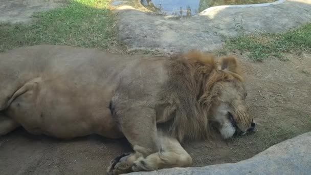 Κοντινό Πλάνο Του Lion Sleeping Σκονισμένο Έδαφος Άγριο Ζώο Προστατευόμενο — Αρχείο Βίντεο