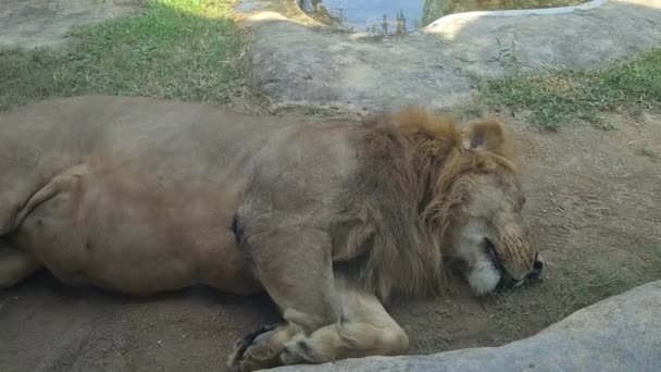 Primo Piano Del Leone Che Dorme Terreno Polveroso Animale Selvatico — Video Stock