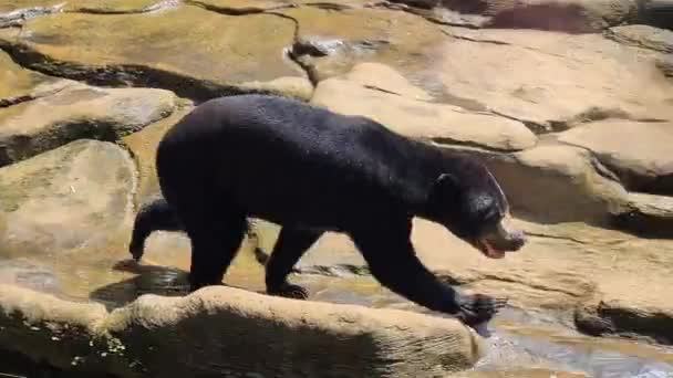 暑い晴れた日に岩の上を歩くサンベア 保護区の野生動物を閉じます — ストック動画