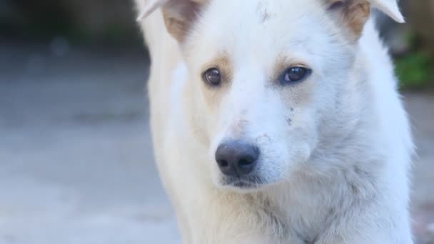 Perro Blanco Callejero Mirando Cámara Cerca — Vídeos de Stock