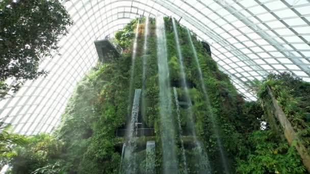 Nuvem Forestdome Grande Estufa Vidro Que Abriga Várias Espécies Plantas — Vídeo de Stock