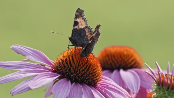 Dvojice Malých Želvího Krunýře Motýli Opylující Oranžově Koneflower Detailní Záběr — Stock video