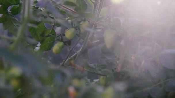 Tomates Vertes Cultivées Dans Serre Close Flair Lentille Été — Video