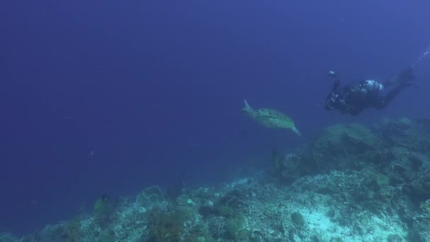 Filmemacher Filmt Grüne Meeresschildkröte Unter Wasser Tropischen Korallenriff — Stockvideo