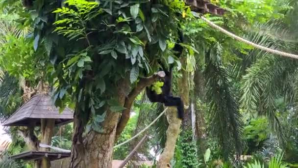 Sumatran Siamang Monkey Climbing Tree Wild Animal Protected Reserve — стокове відео