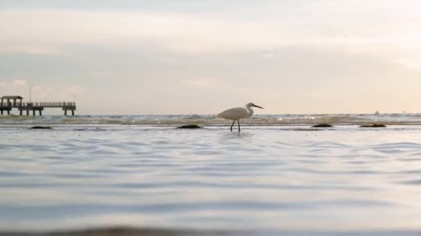 Aigrette Neigeuse Pataugeant Dans Les Eaux Peu Profondes Sur Plage — Video