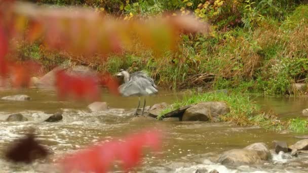 Grey Heron Standing Rock Shallow River Fly Away Inglês Visto — Vídeo de Stock