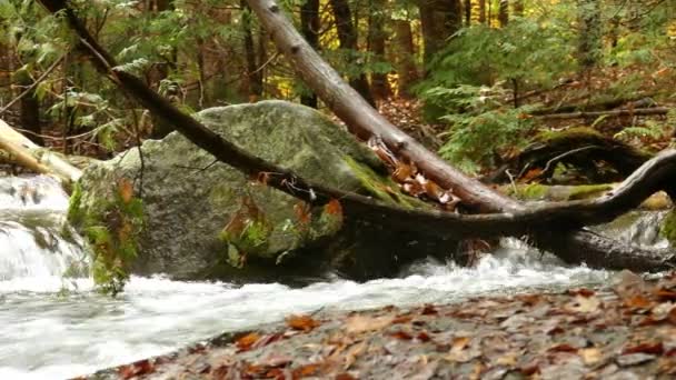 Wasser Fließt Über Den Waldboden Und Bildet Zwischen Geröll Und — Stockvideo