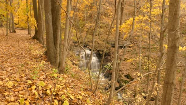 Ein Wasserfall Herbst Mitten Wald Bunt Orange Blätter Laub Hell — Stockvideo