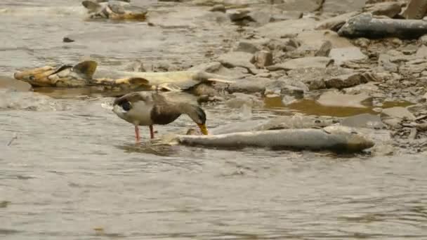 Anatra Domestica Che Nutre Pesci Morti Nel Fiume Che Scorre — Video Stock