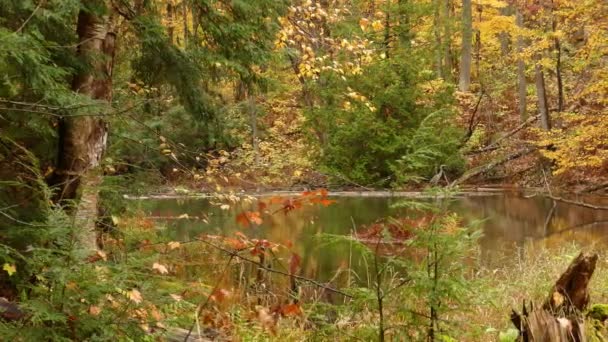 Bellissimo Paesaggio Autunnale Lago Nella Foresta Airone Erge Tranquillamente Acqua — Video Stock