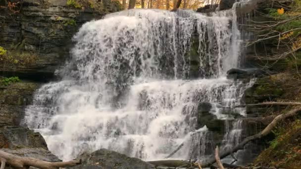 View River Waterfall Forest Water Falls Rocks Static — Stock Video