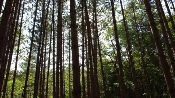 Rising Drone Shot Forest Trees Algonquin Park Ontário Canadá — Vídeo de Stock