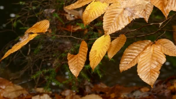 Belles Feuilles Orange Brunes Jaunes Devant Ruisseau Paisible — Video