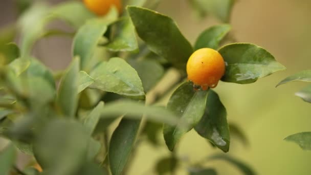 Una Pequeña Naranja Colgando Naranjo — Vídeos de Stock