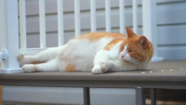 Großbauernkatze Liegt Abends Auf Veranda — Stockvideo