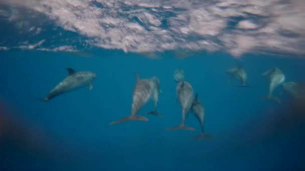 Atlanti Foltos Delfinek Lassú Mozgása Madeira Partjainál Portugáliában — Stock videók