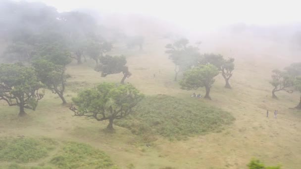 Luchtfoto Van Bosfanaat Madeira — Stockvideo