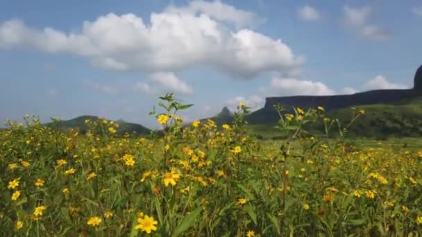 Prachtige Gele Bloemen Het Veld Tijdens Zomer Trimbakeshwar Nashik India — Stockvideo