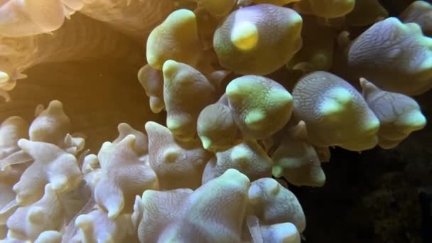 Yumuşak Mercanların Yakın Çekimi Suyun Sabit Akışında Hareket Eder — Stok video