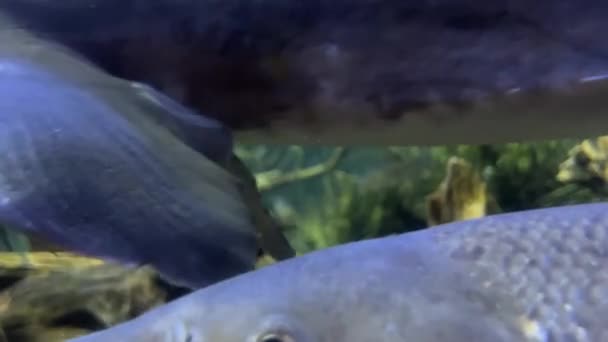 Κοντινό Πλάνο Δύο Ψαριών Πολύ Κοντά Στο Φακό Διακριτές Νιφάδες — Αρχείο Βίντεο