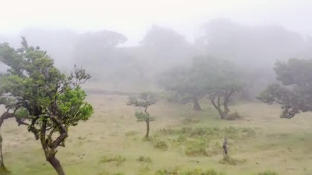 Luftaufnahme Des Waldfanals Auf Madeira — Stockvideo