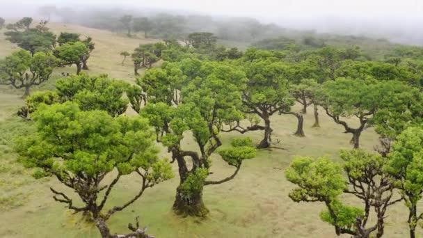 Luftaufnahme Des Waldfanals Auf Madeira — Stockvideo
