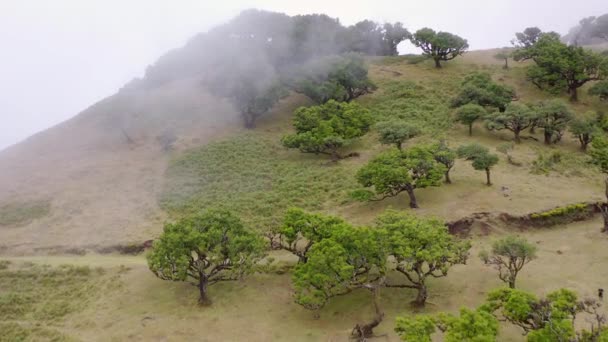 Vista Aérea Fanal Floresta Madeira — Vídeo de Stock
