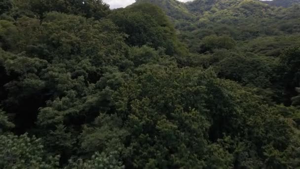 Wznoszące Się Zdjęcie Lotnicze Szczycie Bardzo Zielonych Drzew Lucious Prowincji — Wideo stockowe