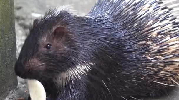 Hungriges Malaysisches Stachelschwein Oder Himalaya Stachelschwein Hystrix Brachyura Mit Stacheligen — Stockvideo