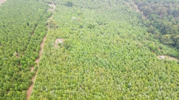 Tapas Árboles Contra Cielo Soleado Bosque Pinos Recurso Natural Cobertura — Vídeos de Stock