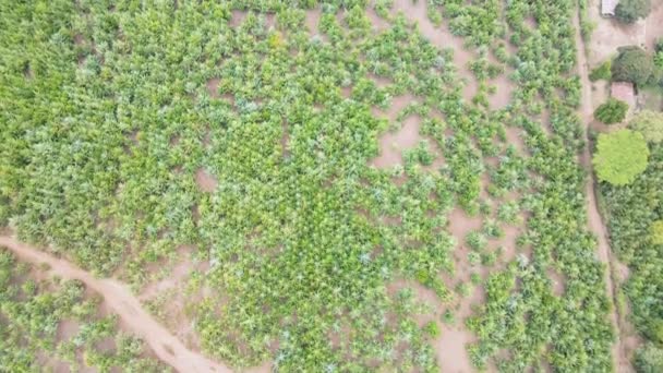 日当たりの良い空に対して木の上 松林は天然資源である 農村部のケニアの森林カバー — ストック動画