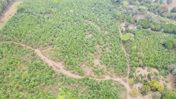 Baumwipfel Gegen Sonnigen Himmel Kiefernwald Ist Eine Natürliche Ressource Waldbedeckung — Stockvideo