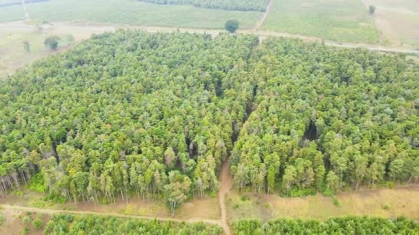 Tapas Árboles Contra Cielo Soleado Bosque Pinos Recurso Natural Cobertura — Vídeo de stock