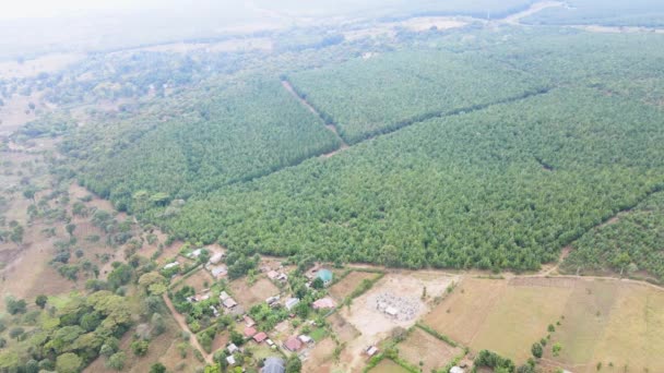 Träd Toppar Mot Solig Himmel Tallskog Naturresurs Skogsskydd Landsbygden Kenya — Stockvideo