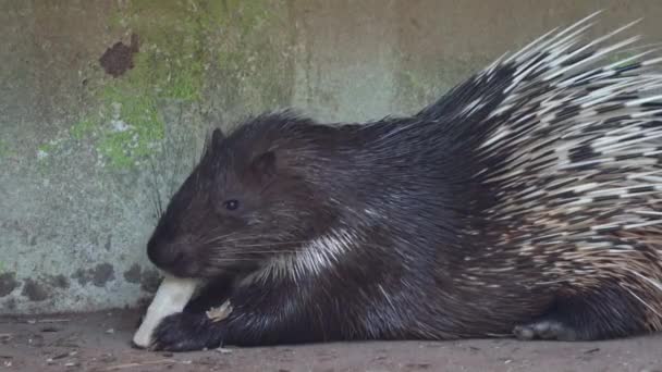 Stout Bodied Knaagdier Malayan Stekelvarken Himalayan Stekelvarken Hystrix Brachyura Bedekt — Stockvideo