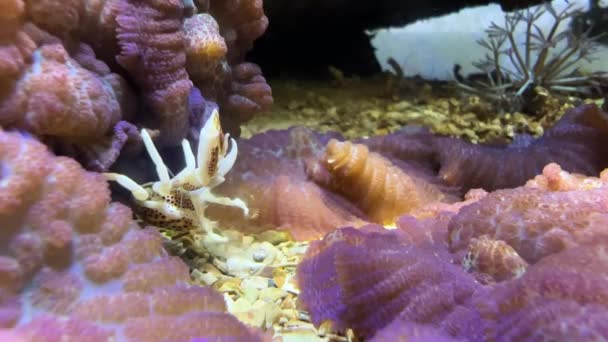 Lovitură Largă Unui Crab Anemonic Folosind Bucăți Asemănătoare Părului Adunând — Videoclip de stoc